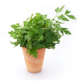 4" Herb - Parsley Italian