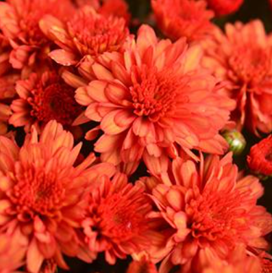 10" HB Mum Hanging Basket - Mumosa Orange