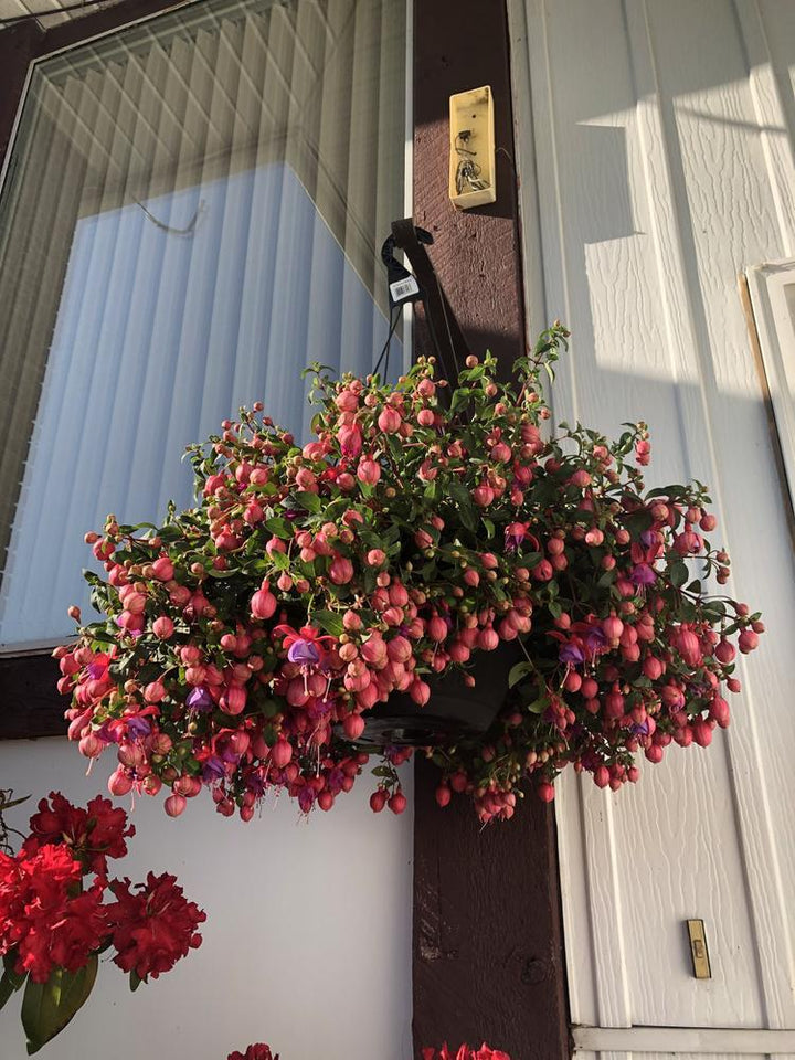 10" HB Fuchsia (Bella) Hanging Basket