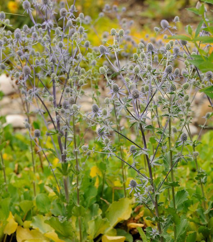 2G Eryngium Planum 'Blue Glitter' - Sea Holly - 1010129