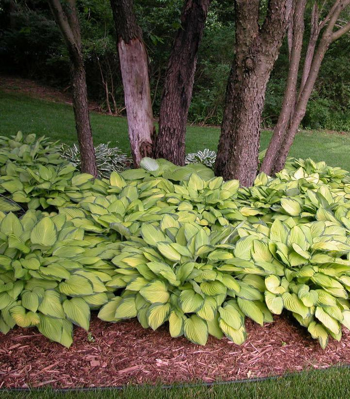 2G Hosta 'Gold Standard' - Plantain Lily - 1000361