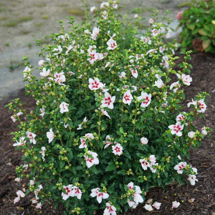 3G Hibiscus syriacus Lil' Kim® ('Antong Two') Lil' Kim® Rose of Sharon: Patent PP19547 1005408