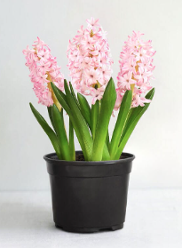 10" Bulb Pan Hyacinth - Pink