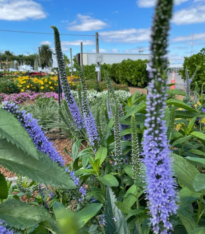 8" Veronica X 'Seaside' -  Speedwell - 1015143