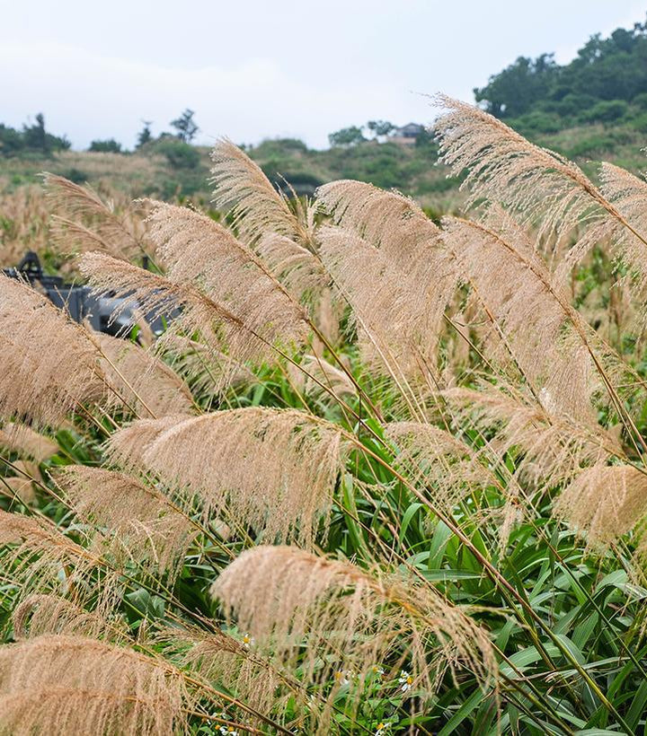 2G Miscanthus Sinensis 'Gracillimus' - Maiden Grass - 1001006