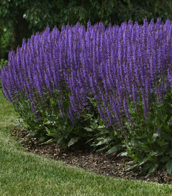 8" Salvia Nemerosa 'Blue by You' - Meadow Sage - 1015142