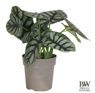 5" PW Alocasia - Silver Dragon - G0613 T4825