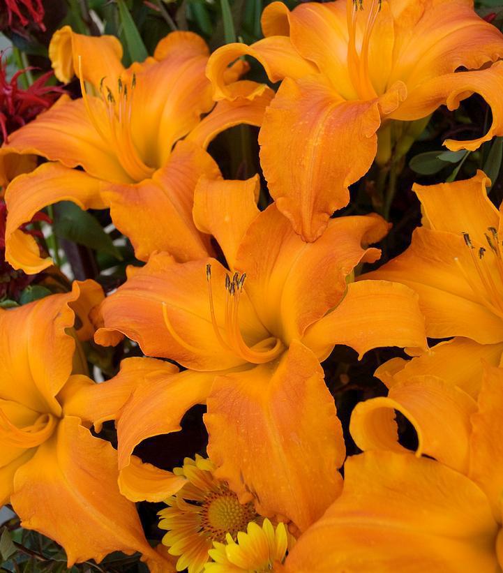 1G Hemerocallis Rainbow Rhythm® 'Primal Scream' - Daylily - 1023165