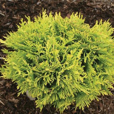 2G Thuja Occidentalis 'Anna's Magic Ball' - Arborvitae - 1005991