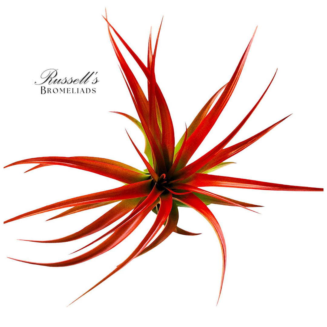 Tillandisia 5"-7" Abdita Premium Hybrid Air Plant PL0169