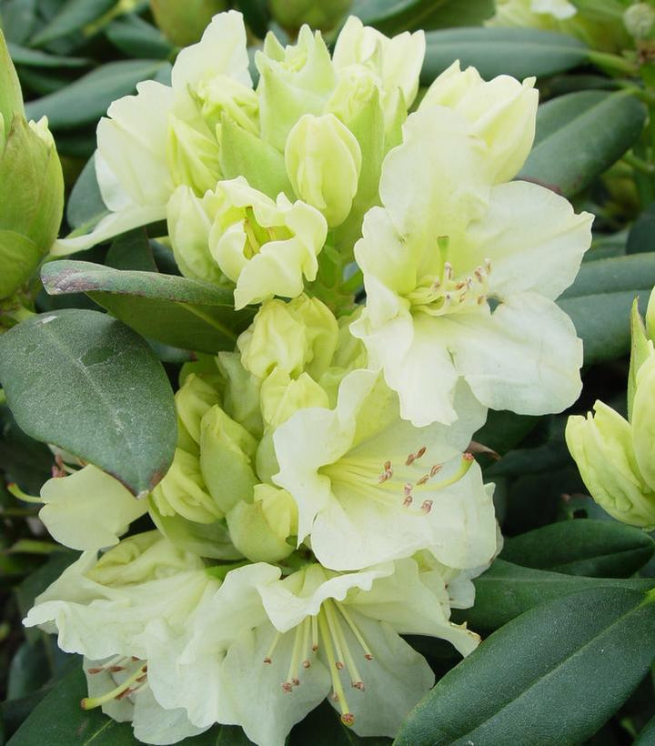 5G Rhododendron 'Capistrano' - 1002046