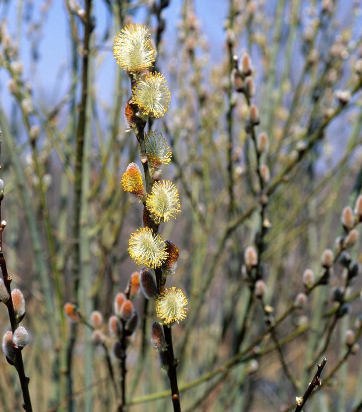 3G SALIX DISCOLOR Pussy Willow 1003310