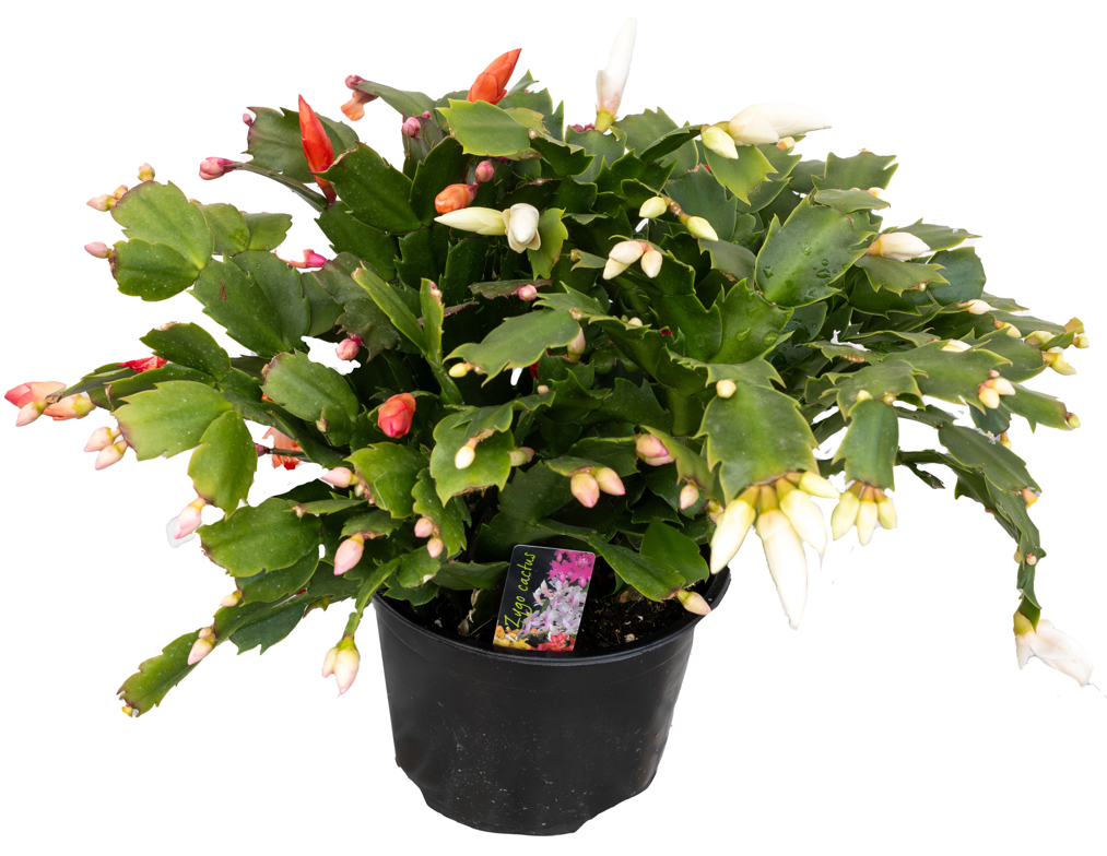 6" Christmas Cacti - Tricolour - C0594