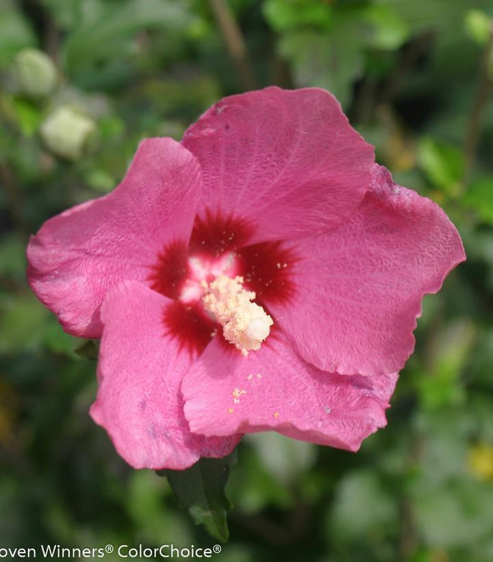 3G Hibiscus Syriacus 'Lil' Kim Red' - Rose of Sharon - 1008046