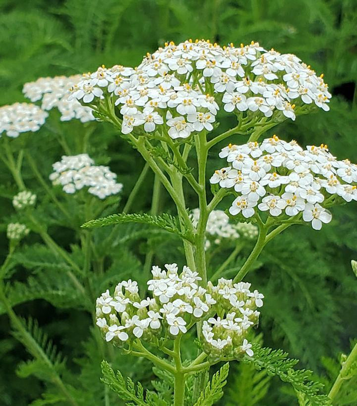 1G Achillea Millefolium - Yarrow - 1021602