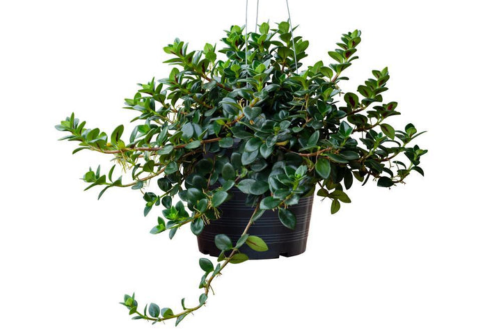 6" HB Goldfish Nervosus Hanging Basket - T0410 - G0407