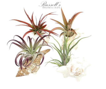 Assorted Shells w/ Air Plant - FP0017