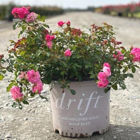 Sweet Drift® Rose