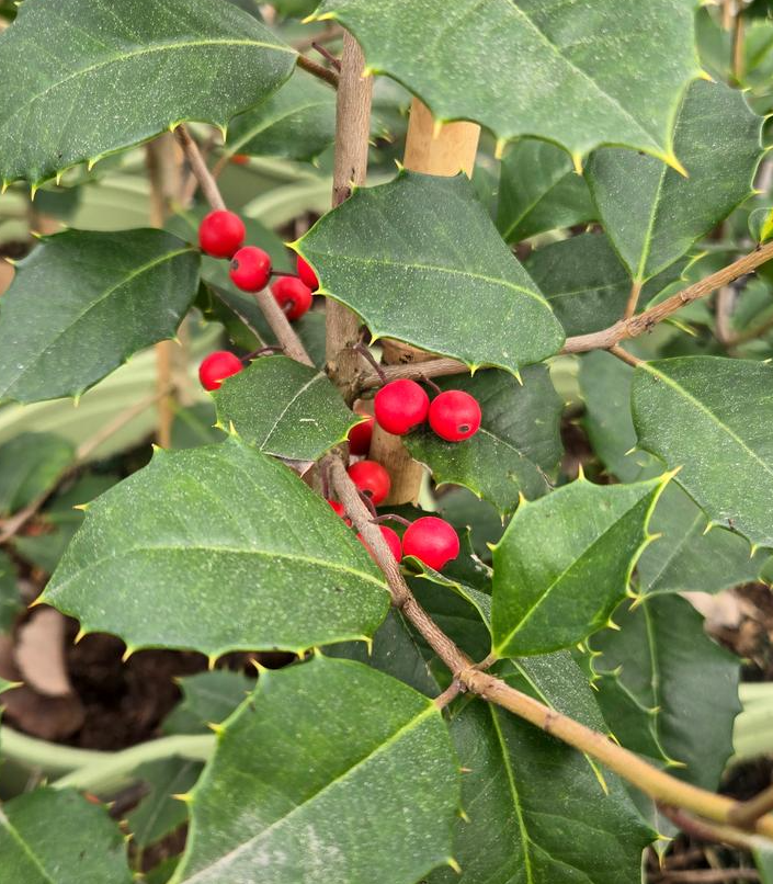 3G Ilex opaca 'Satyr Hill' - American Holly - 1015247