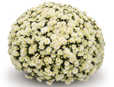 6" Mum - Jasoda White