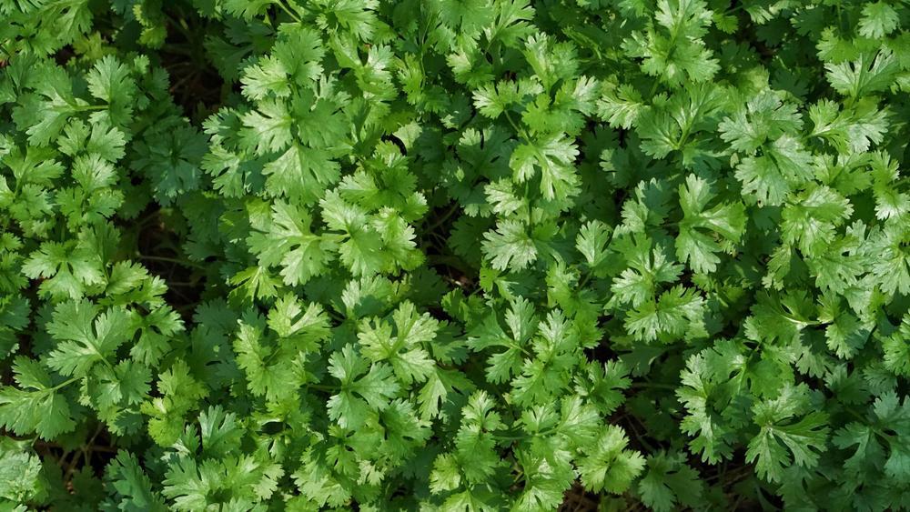4.5" Coriandrum sativum 'Cilantro' (Coriander) 1015221