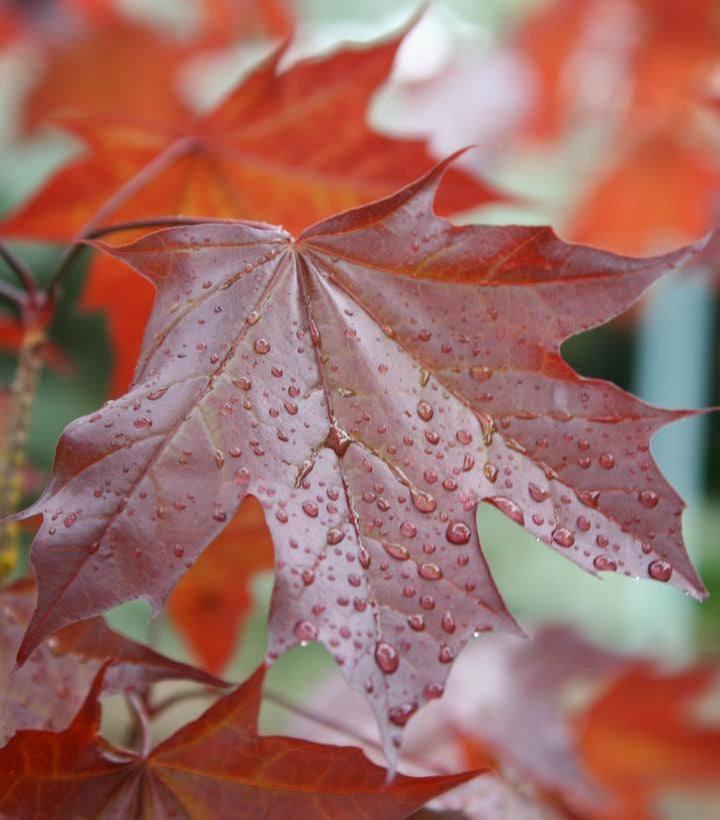 7G Acer platanoides x truncatum 'Crimson Sunset' ('JFS-KW202') Crimson Sunset® Maple: Patent PP21,838