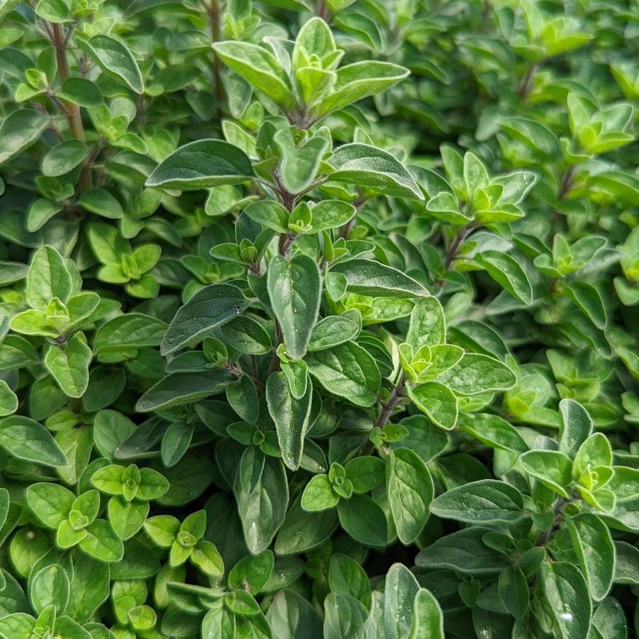 1G Origanum Vulgare 'Supreme' - Oregano - 1008175