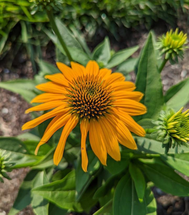 1G Echinacea Artisan 'Yellow Ombre' - Coneflower - 1014985