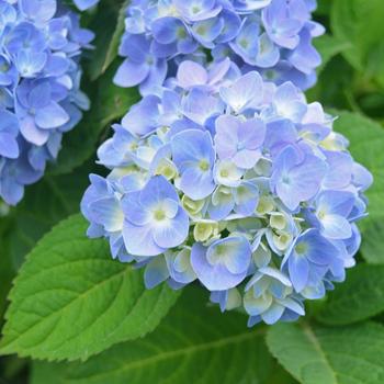 3G Hydrangea mac. 'Nantucket Blue' ('Grenan') Nantucket Blue Hydrangea 1005419 Bigleaf Mophead 1005419