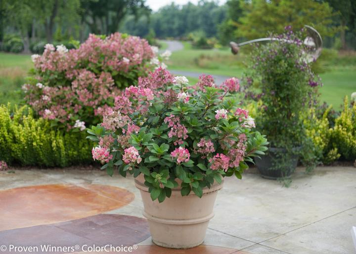 3G Hydrangea Paniculata 'Little Quick Fire' - 1007236