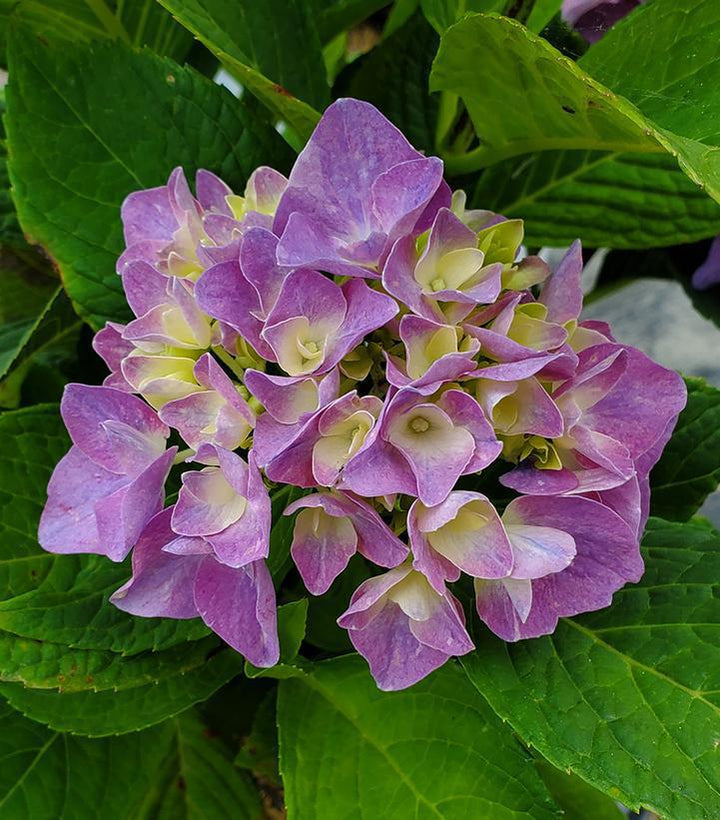 3G Hydrangea Macrophylla Let's Dance 'Rhythmic Blue' - 1006518