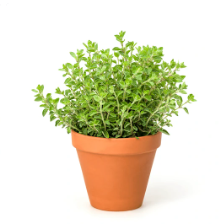 4" Herb - Oregano Italian