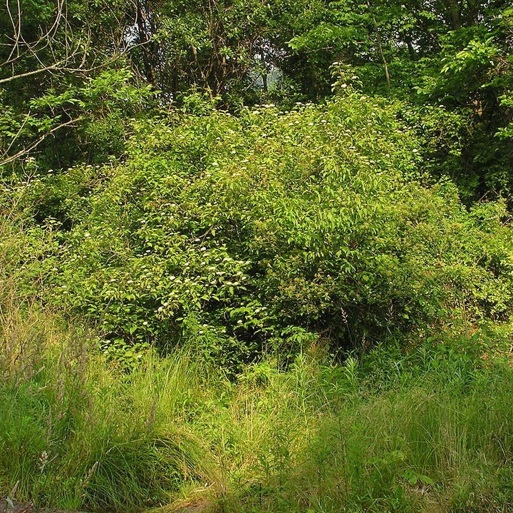 Cornus amomum  - Silky Dogwood