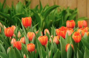 10" Bulb Pan Tulip - Orange