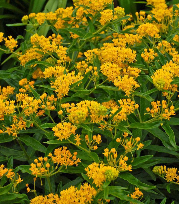 1G Asclepias Tuberosa 'Hello Yellow' - Butterfly Weed - 1008606