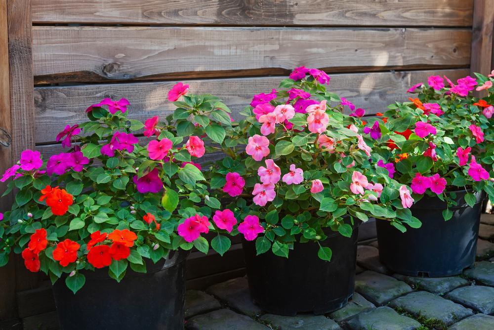 804 Impatiens 'Beacon'