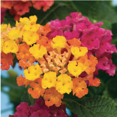 11" HB Lantana Bandana Cherry Sunrise