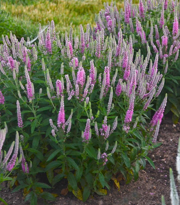 1G Veronica Magic Show 'Pink Potion' - Spike Speedwell - 1008873