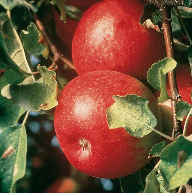 5G Apple Tree - Cortland - 5010