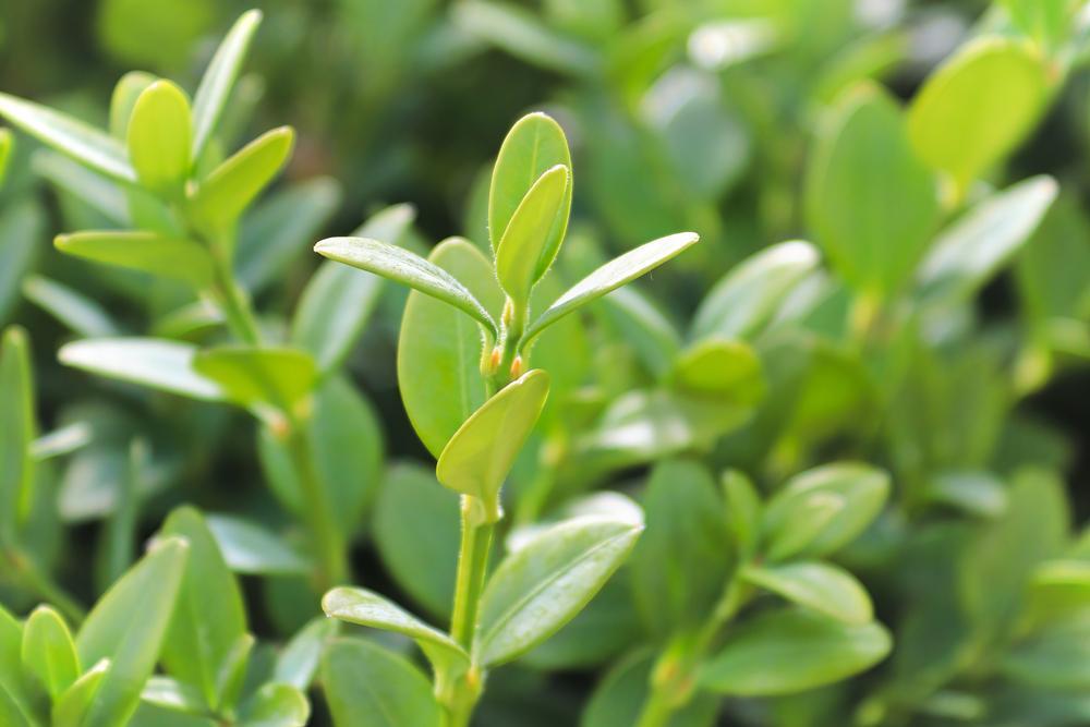 3G Buxus Microphylla - Variegated Korean Boxwood - Green Mountain - 20000-0325