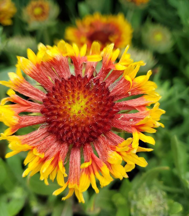 1G Gaillardia Spintop 'Mariachi Copper Sun' - Blanket Flower - 1015308