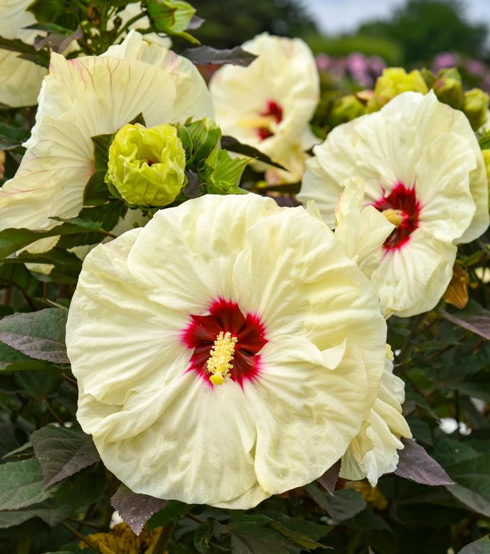 3G PW Hibiscus Summerific 'Coconut Cream' - Rose Mallow - 1029831