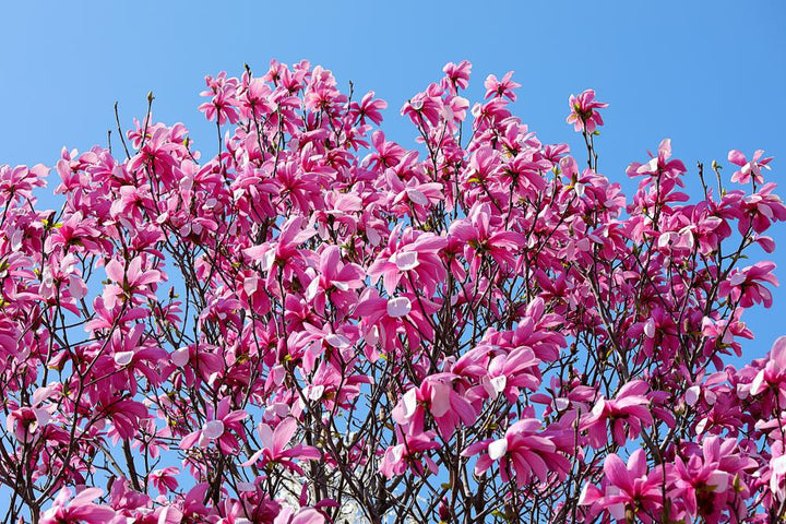 3G Magnolia liliflora 'Ann' Ann Magnolia 1000428