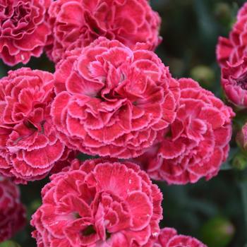 1G Dianthus Hybrid Fruit Punch 'Raspberry Ruffles' Pinks - 1009792