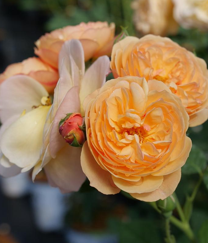 3G Rosa 'Honey Apricot' - Orange Edible Rose - 1029366