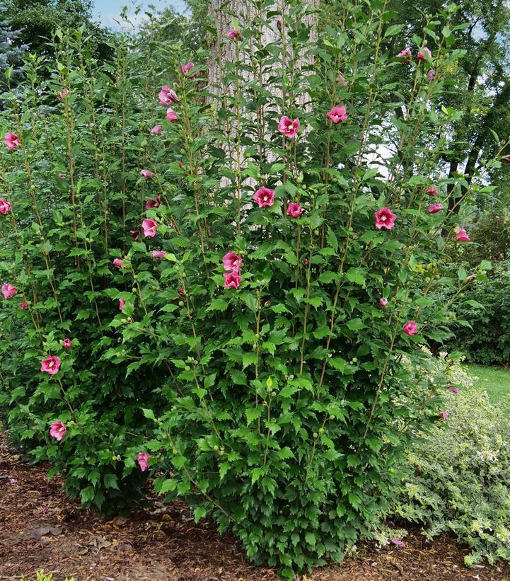 3G Hibiscus Syriacus 'Red Pillar' - Rose Mallow - 1015425