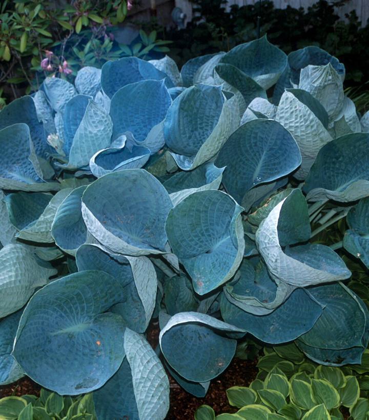 1G Hosta 'Abiqua Drinking Gourd' - 1015328