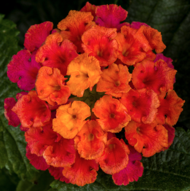 10" HB LANTANA HANGING BASKET - BANDOLERO CHERRY SUNRISE