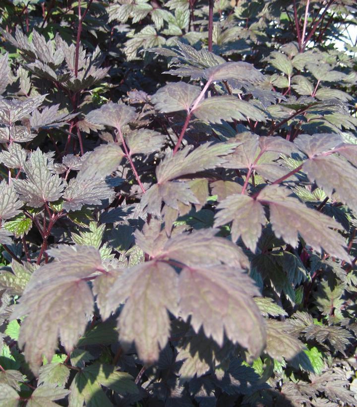 1G Actaea Simplex 'Brunette' - Bugbane - 1020628