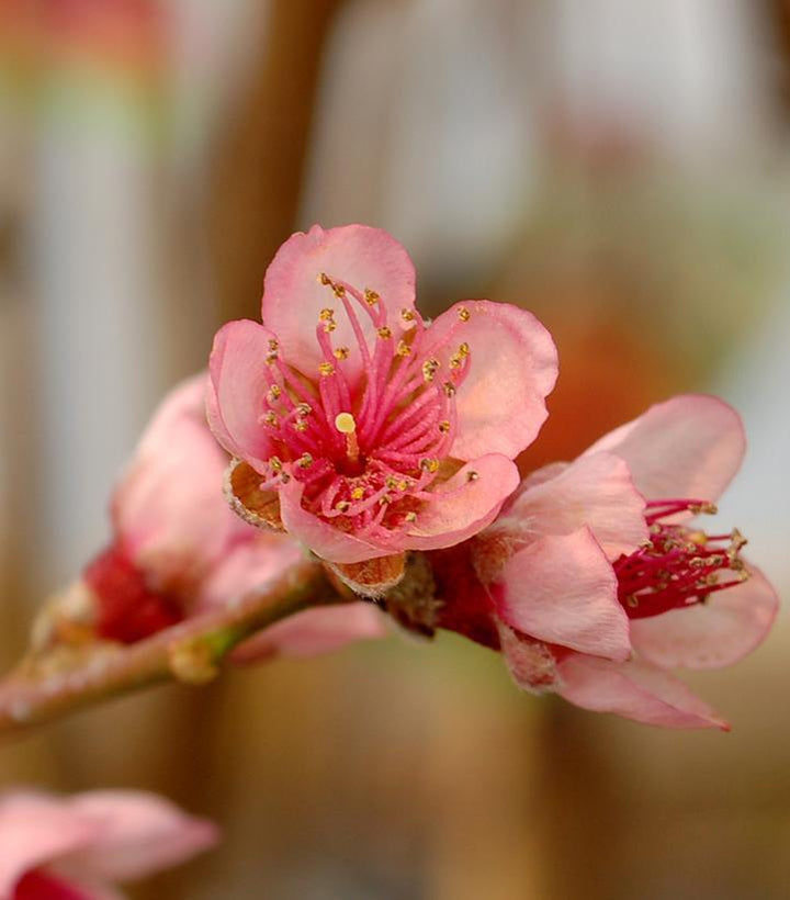 7G Prunus X 'Reliance' - Peach Tree - 1000615
